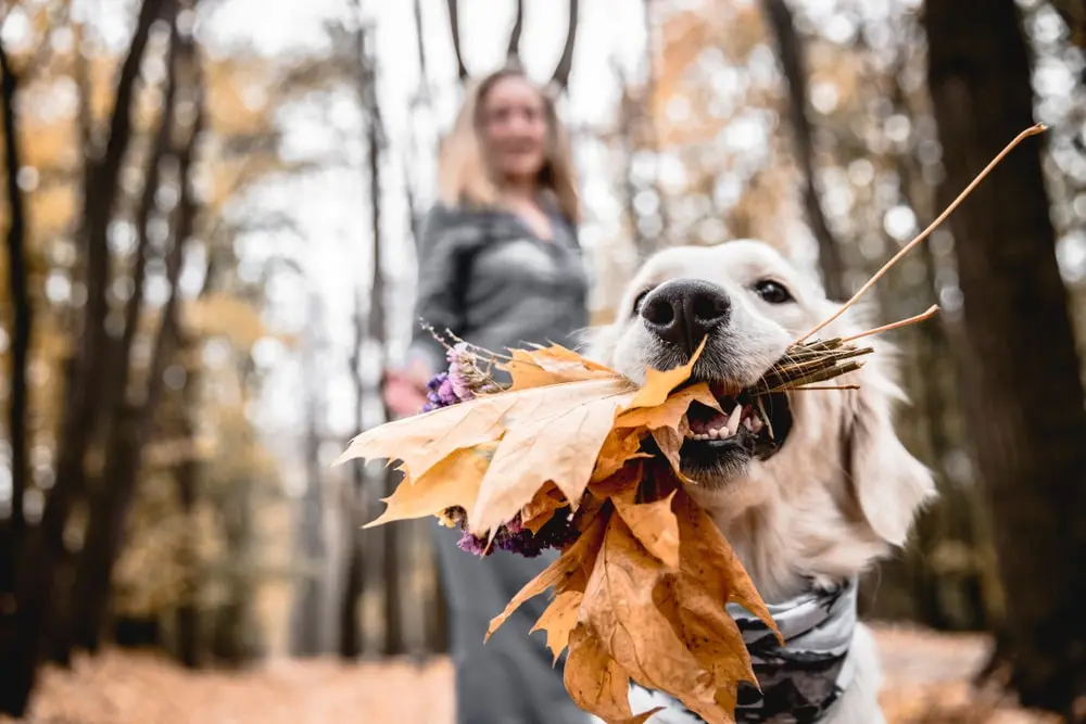 A white dog wearing a kercheif holds a mouthful of dry leaves while their owner watches from behind.