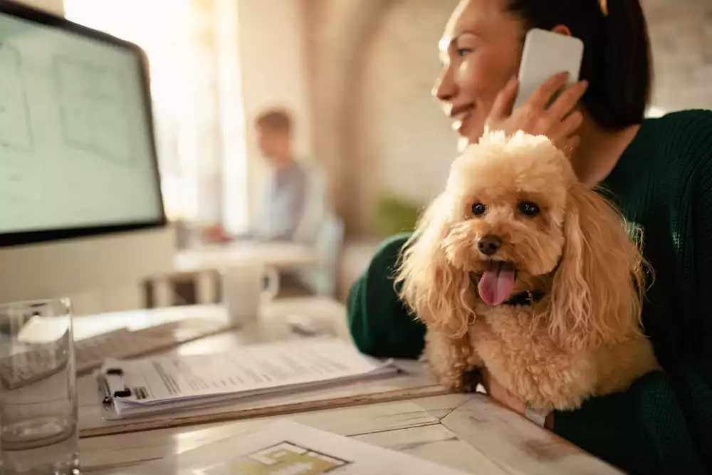 Woman on the phone in front of a computer while holding a poodle