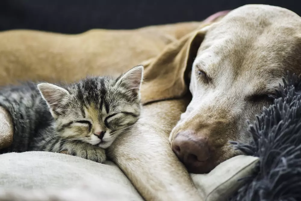 : A senior dog and kitten laying next to each other sleeping.