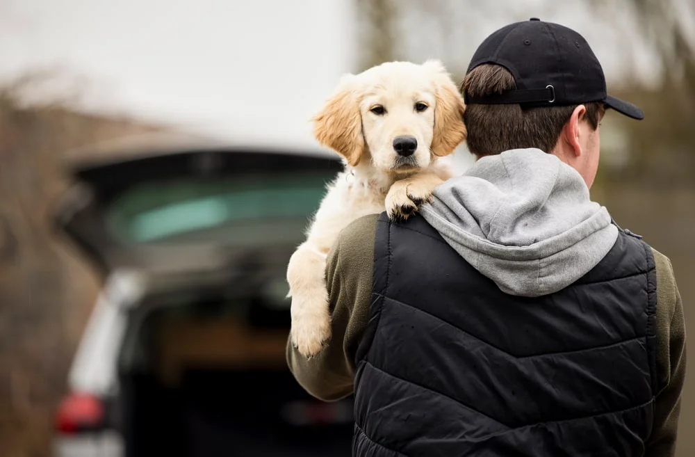 A person in a black baseball cap carries a young white dog towards a car.
