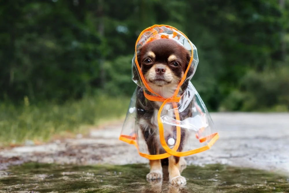 A brown and white chihuahua wears a clear raincoat outdoors on a drizzly day.