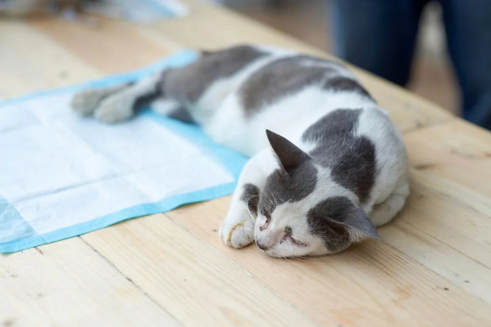 Cat lying on a table