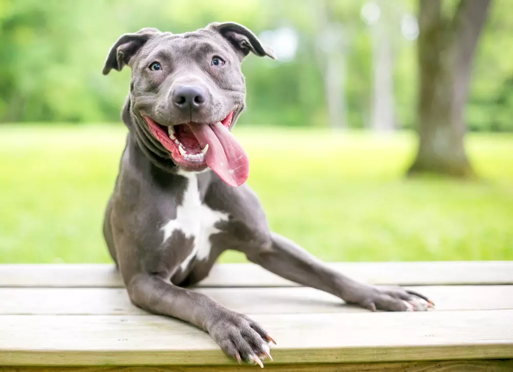 A happy pit bull terrier mixed breed dog with their tongue hanging out.