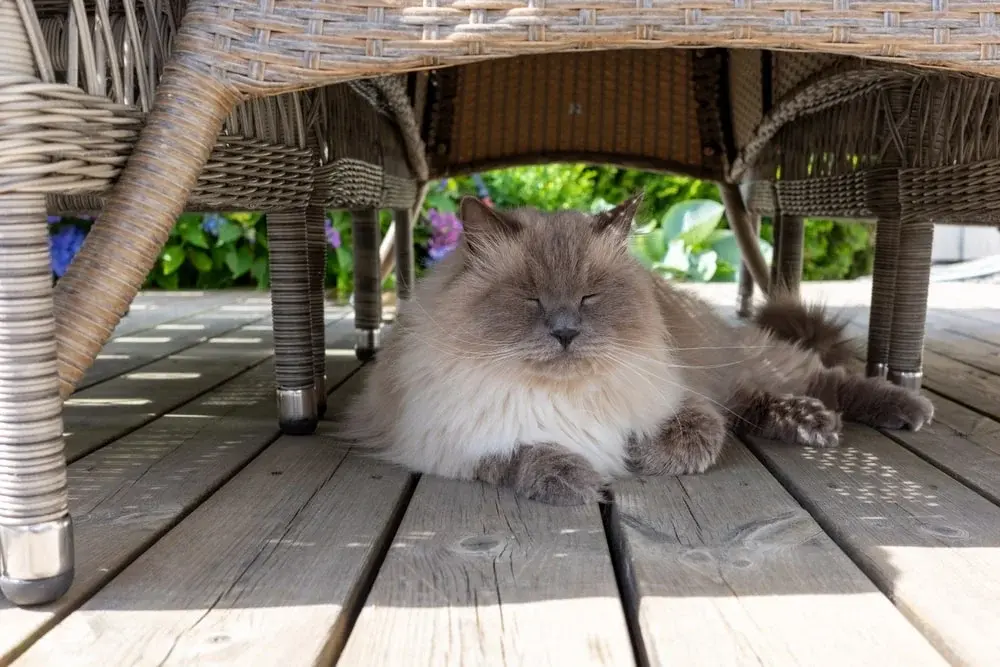 A Siberian cat snoozes in the shade beneath a wicker chair.