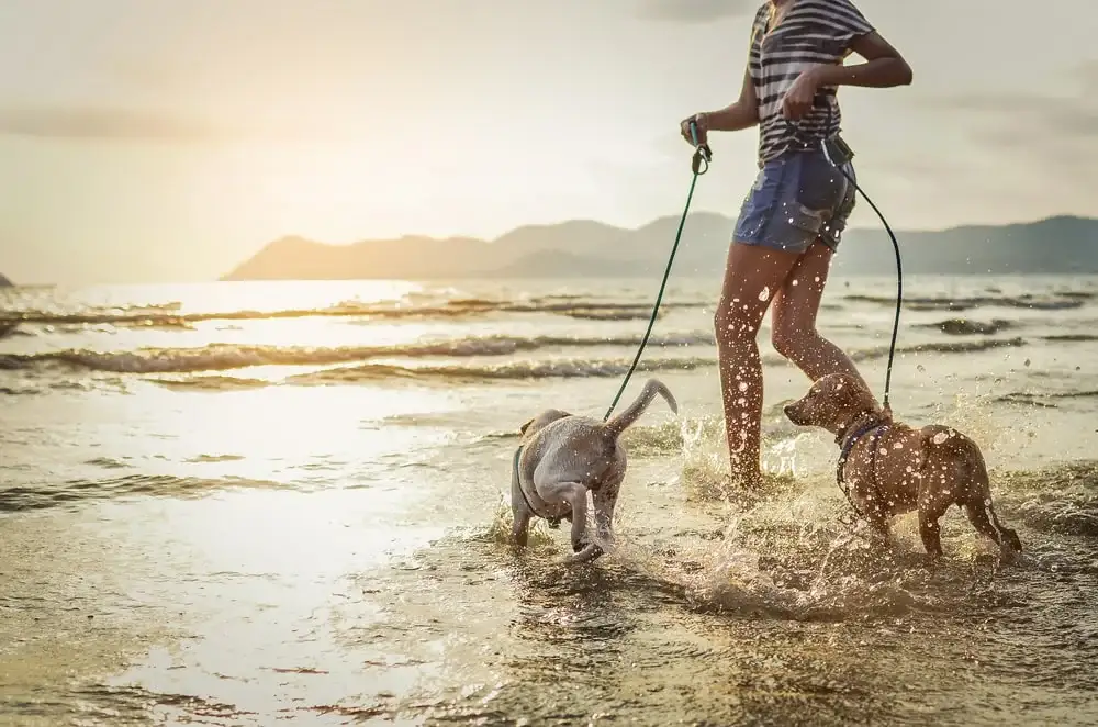 A person in shorts runs through waves on a beach with two leashed dogs.