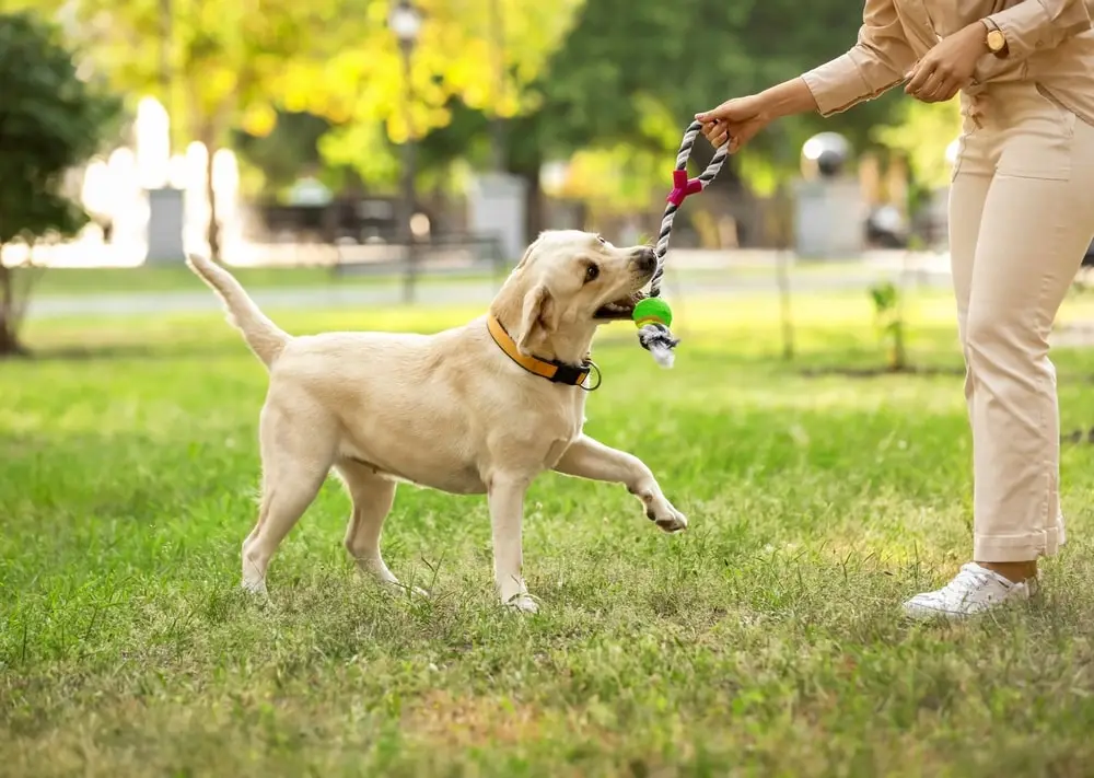 Dog playing with a toy in a field 