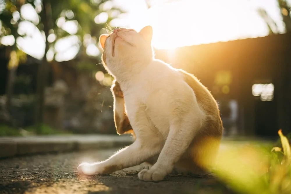 A brown and white cat scratches themselves outdoors on a sunny day.