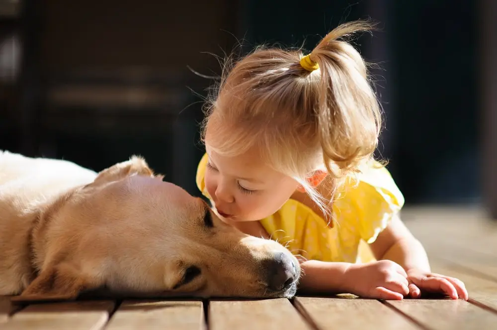 A young girl in yellow lies on the floor beside a golden lab.