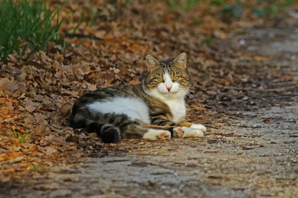 A tabby cat with orange eyes lounges in autumn leaves. 