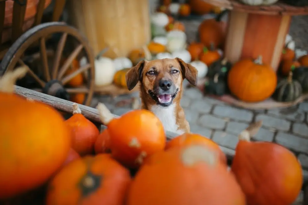 dog standing near pumpkins
