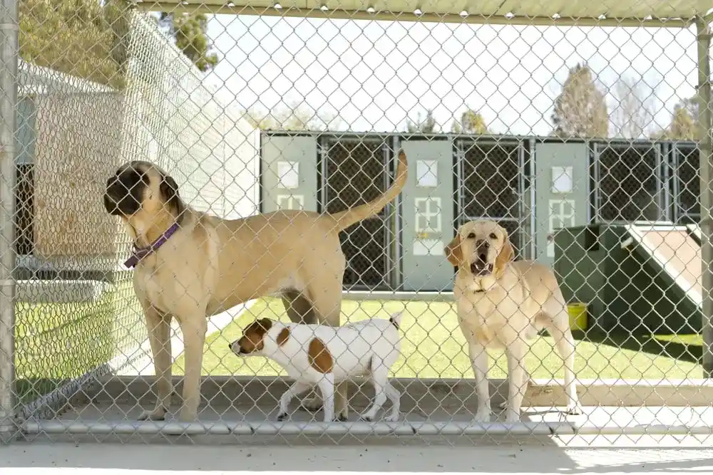 3 dogs in a kennel