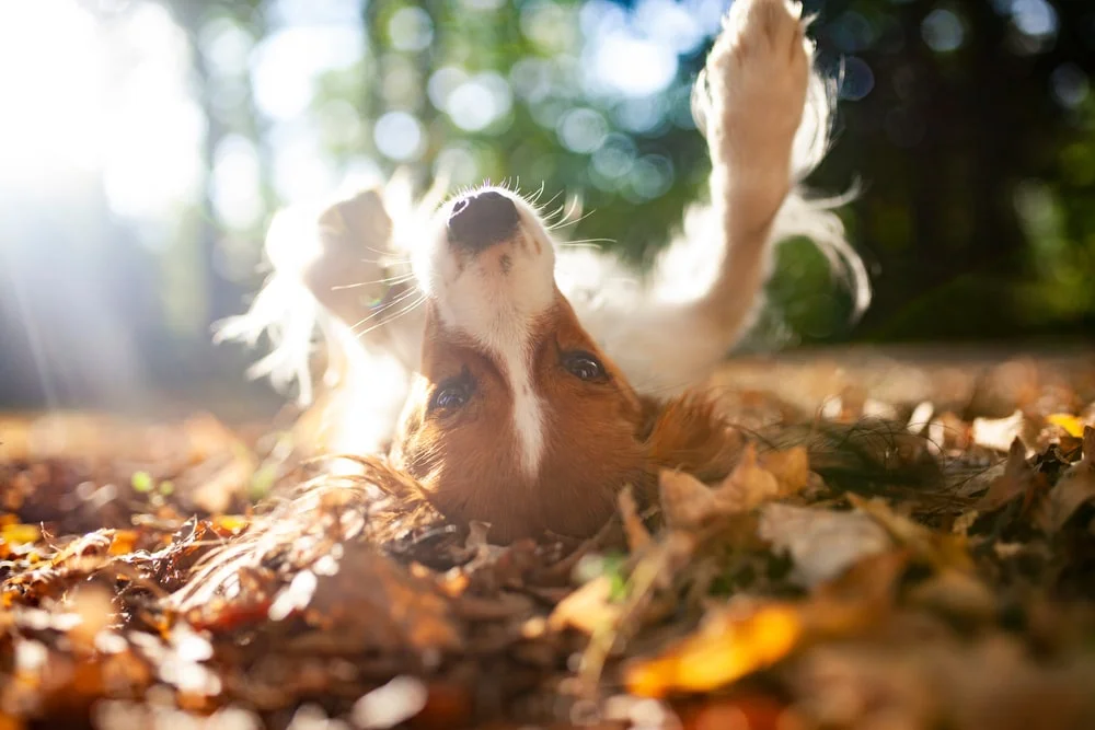 A dog lies on its back on a pile of autumn leaves.