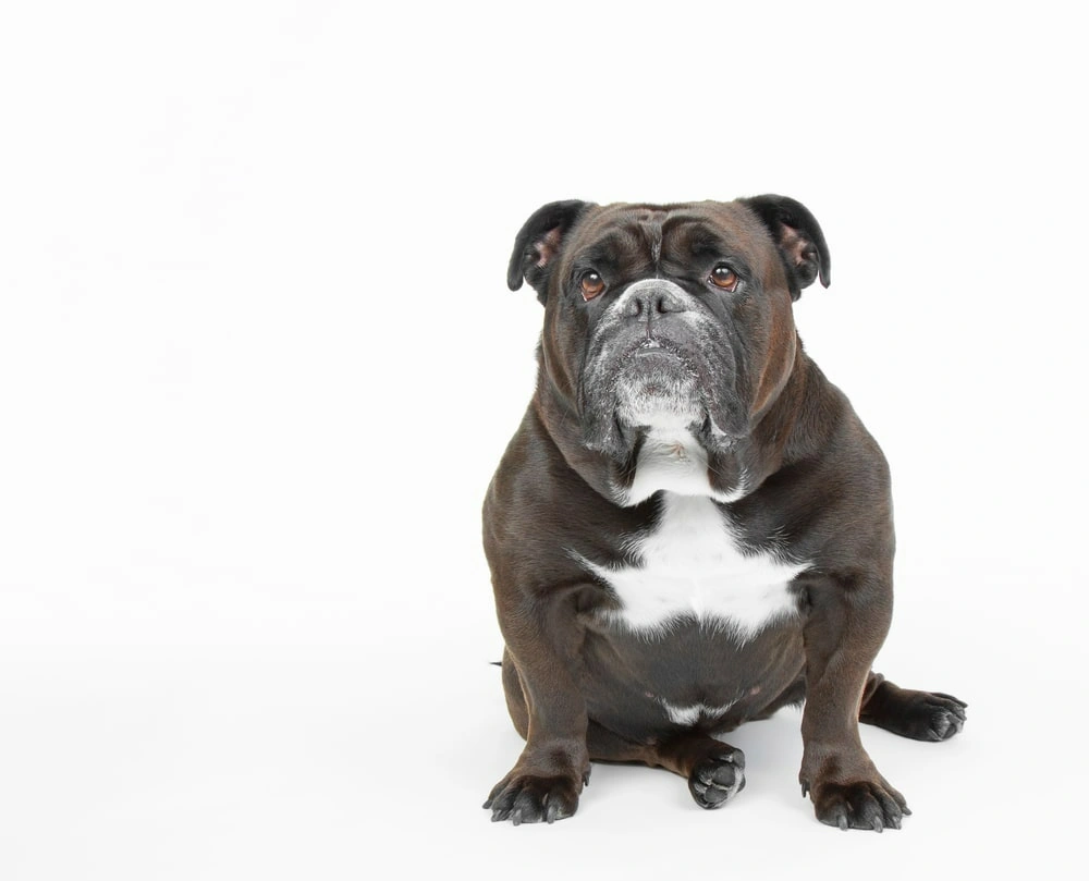Old victorian bulldog