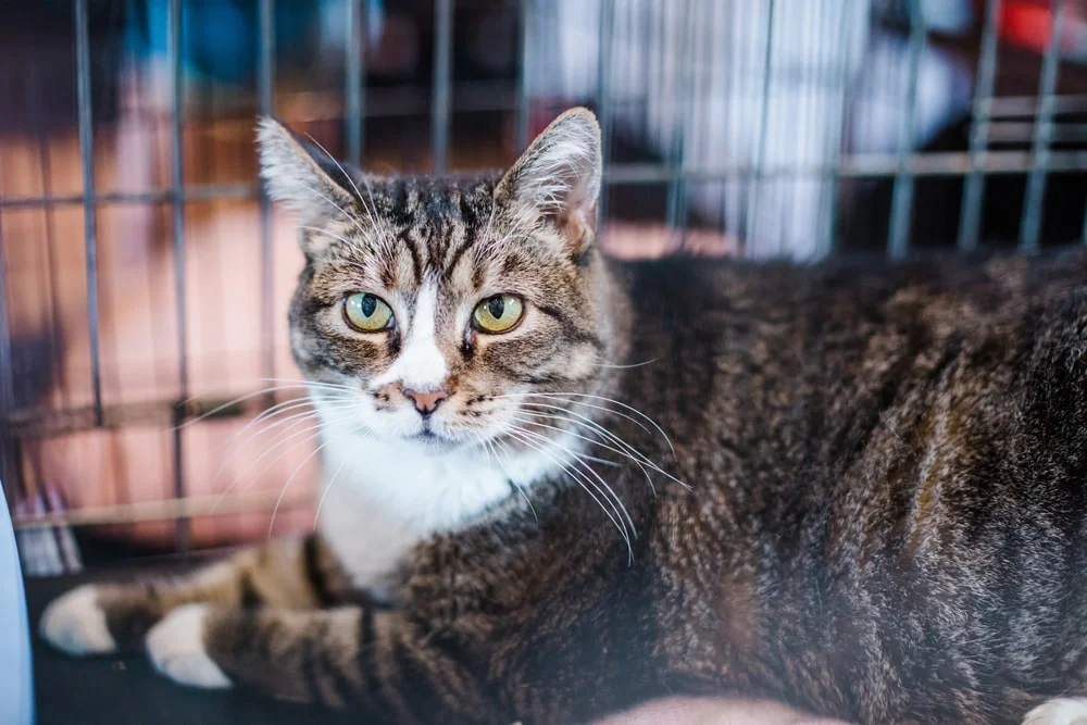 A short-hair cat lays in a cage while looking at the camera.