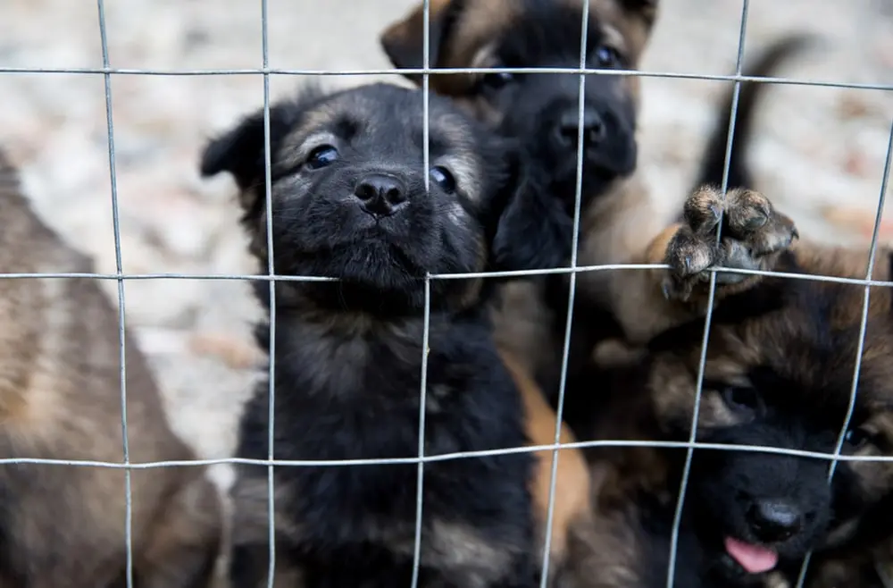 Sad dark haired puppies in cage