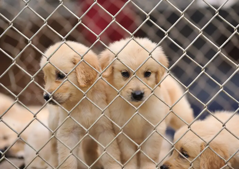 Lonely golden lab puppies in a cage.
