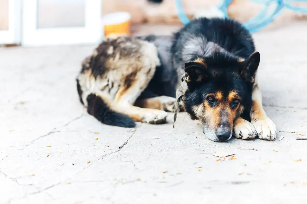 A large dog with skin issues lays on pavement outside. 