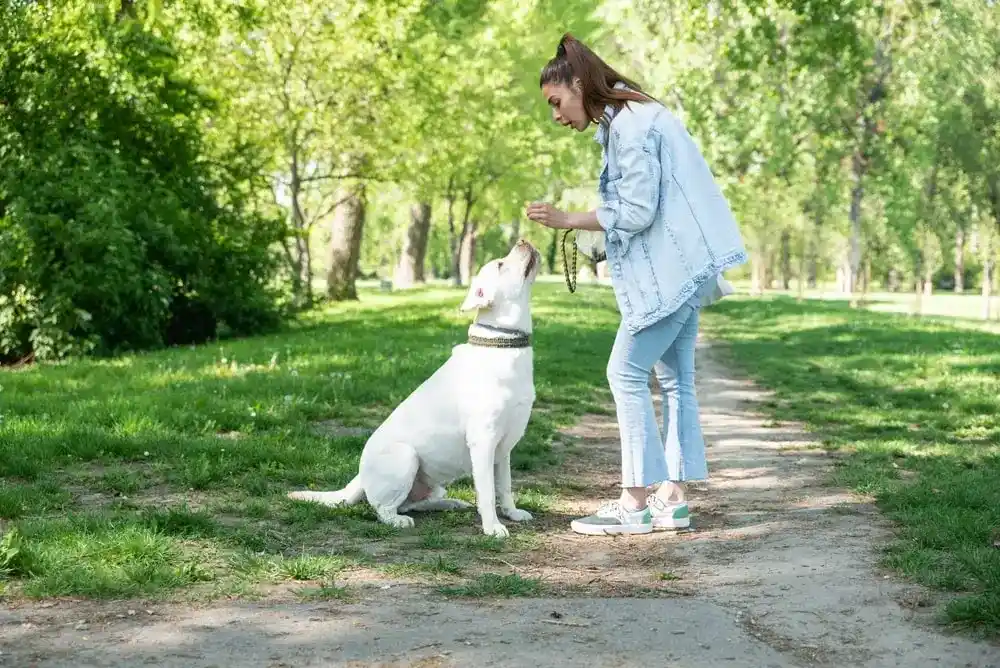 A white dog sits in a park beside their denim-wearing owner.