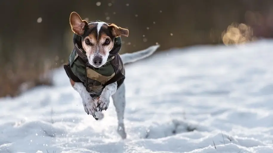 A Jack Russell terrier wearing a coat bounds across some snow in the winter. 