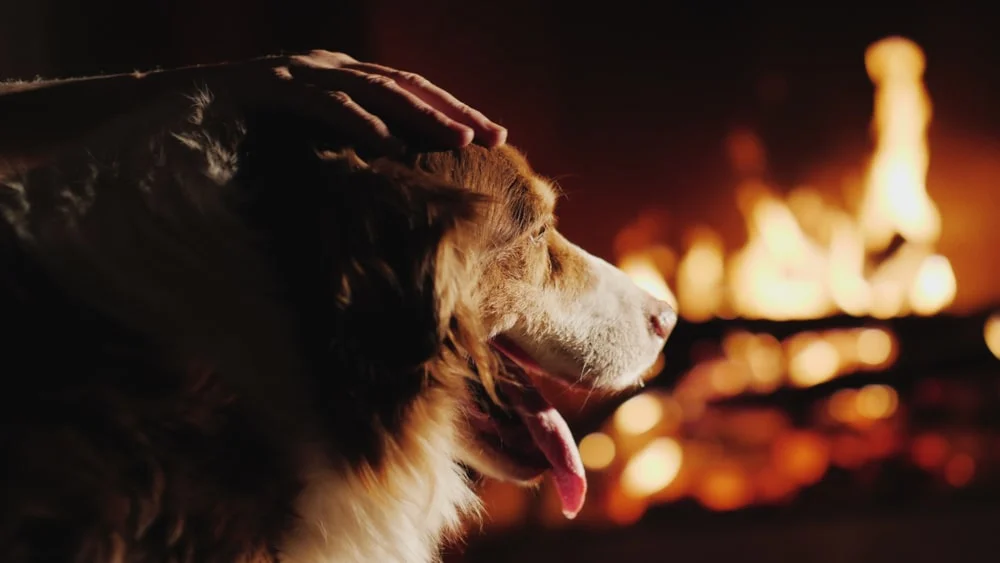 A dog stands in front of a fireplace while their owner pets their head. 