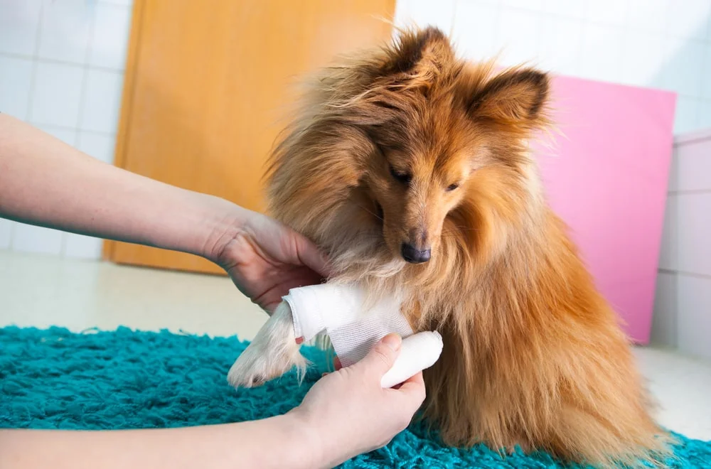 An owner wraps their fluffy dog's front paw with a bandage. 
