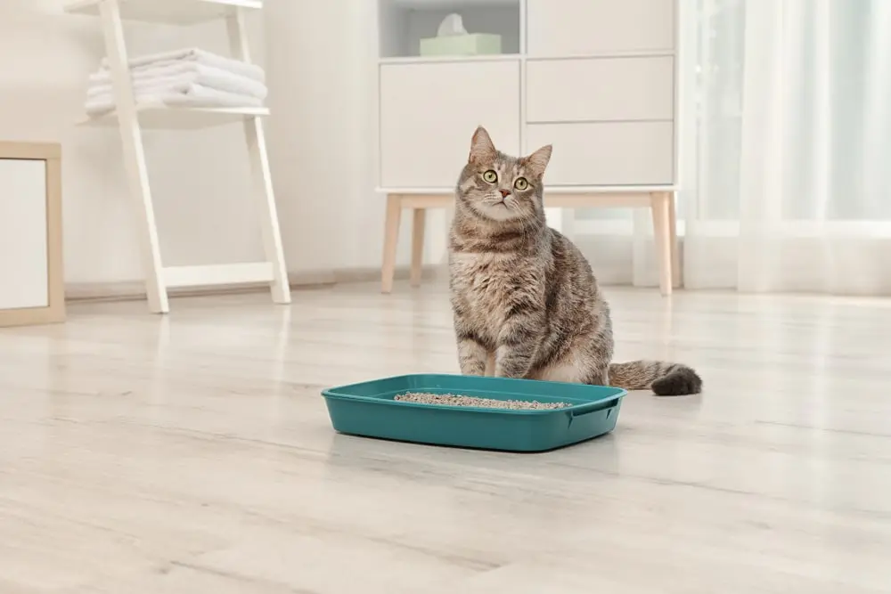 Cat near a litter box