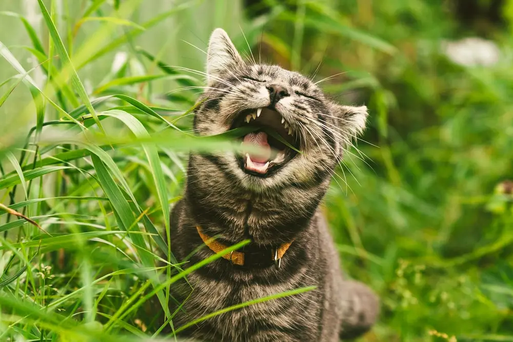 Cat eating grass