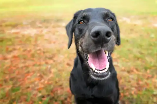 Black Labrador retriever mix sitting outside, looking happy.