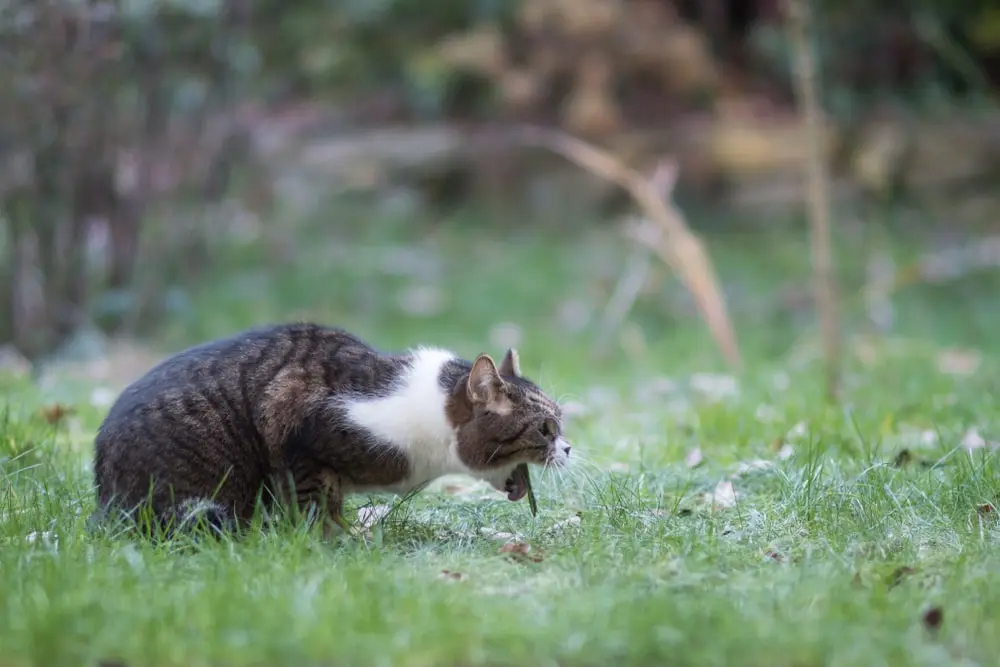 A hunched-over, short-haired cat tries to throw up outside.