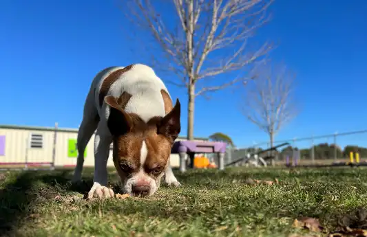 A brown and white Boston terrier sniffs at the grass outside.