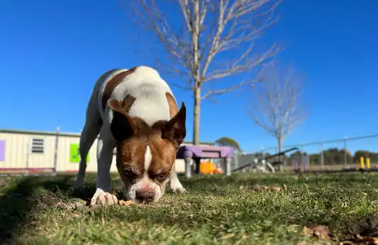 are roundworm eggs in dog poop visible