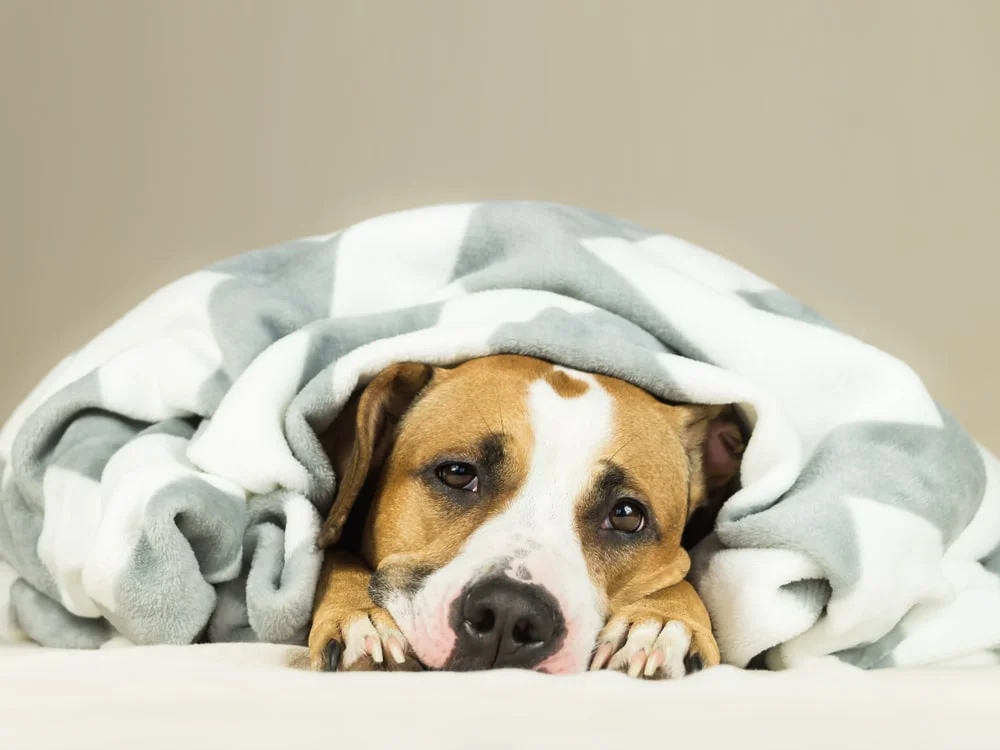 Staffordshire terrier laying on a bed covered in a blanket.