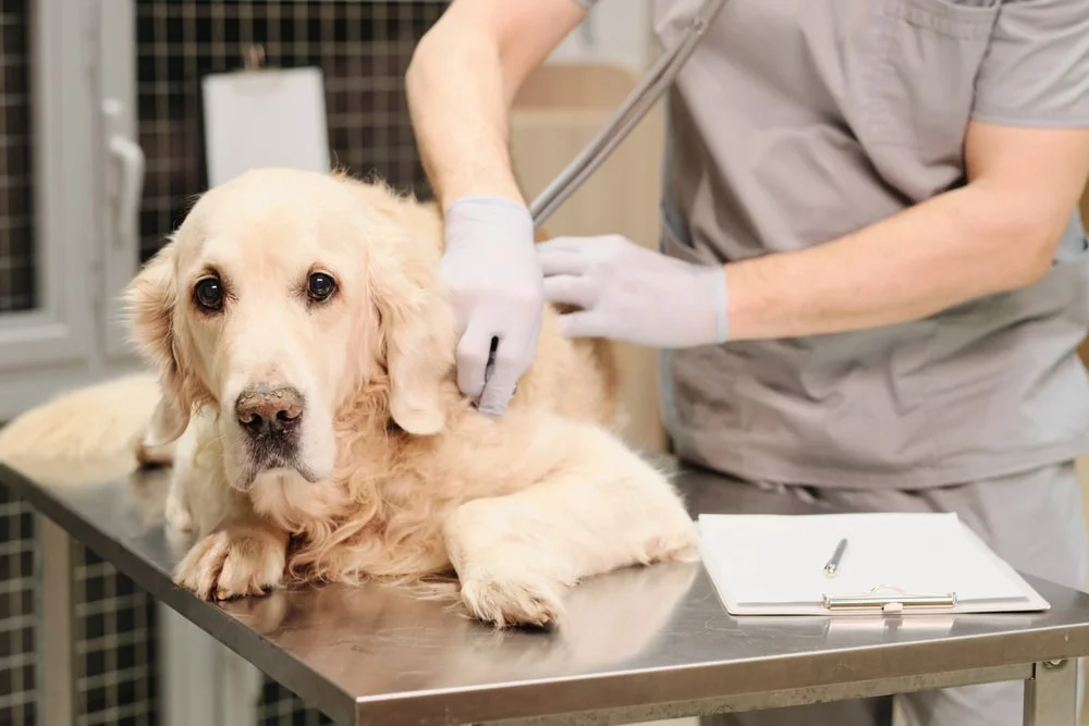 Close-up of domestic dog looking at camera while the vet listening to heart beating with stethoscope