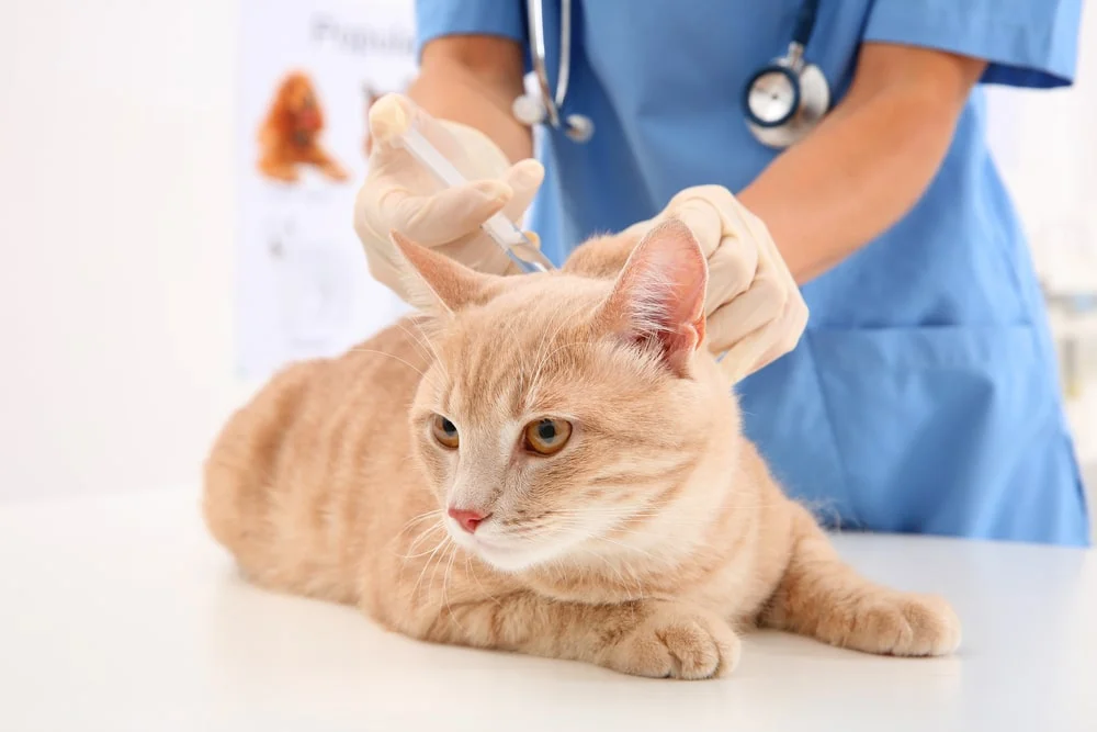 Vet giving injection to red cat