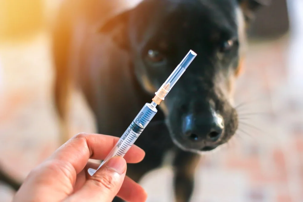 A person holding a syringe with a dog in the background