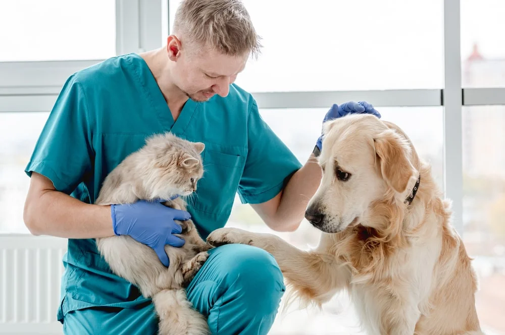 A male veterinarian holding a cat while petting a dog. 