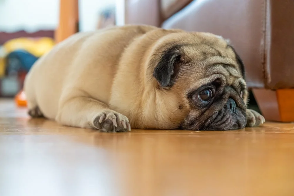 Pug lying on the floor