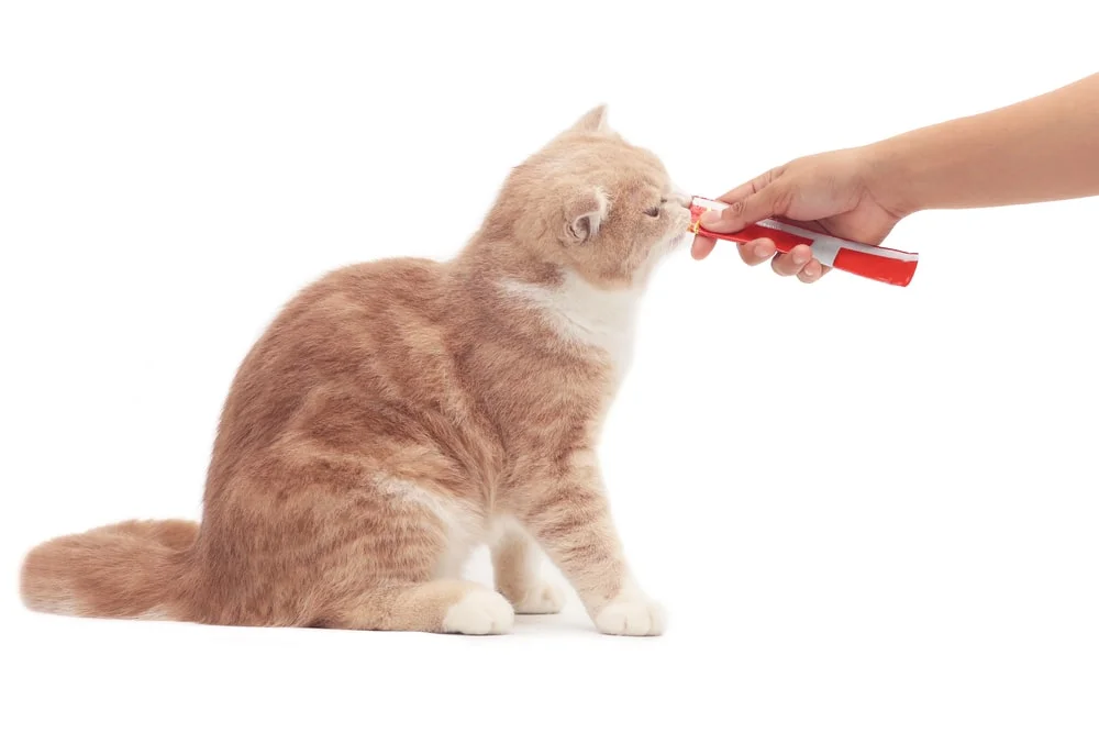 Cat eating a squeezable cat treat from a person’s hand