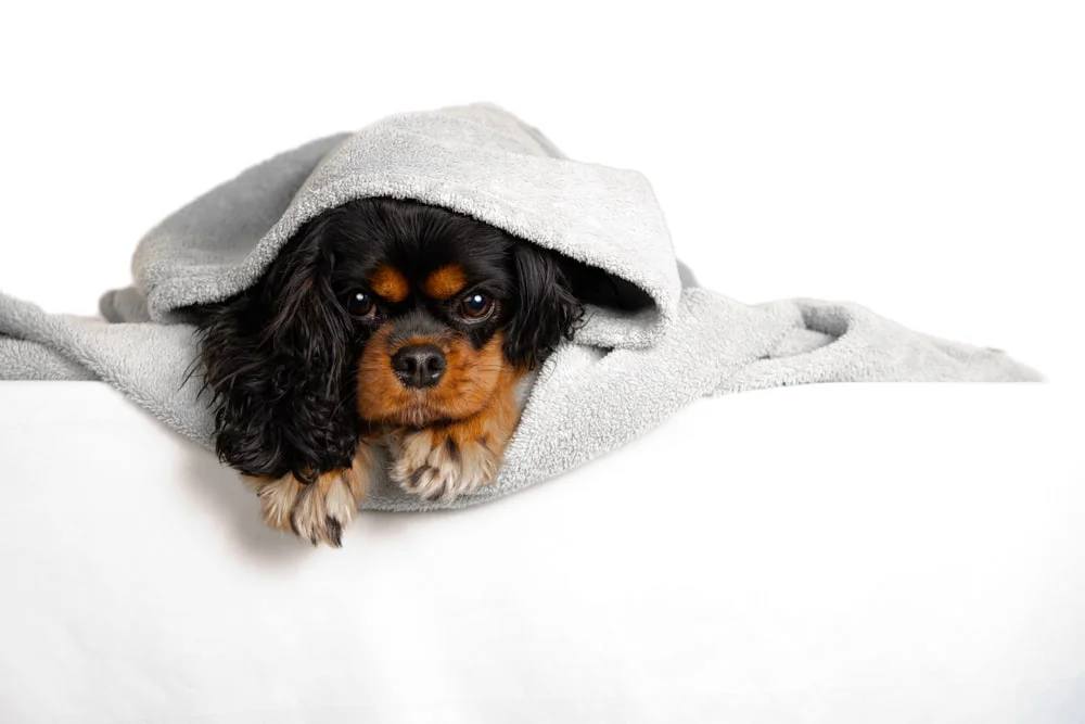 Cavalier King Charles Spaniel burrowed in a soft gray fleece blanket