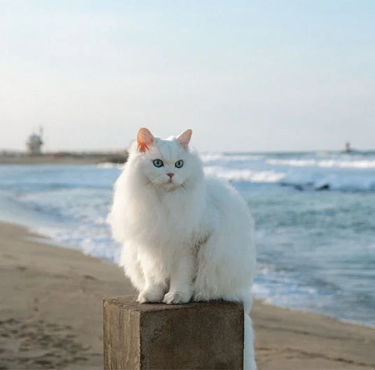 Cat sitting on a pole by the beach