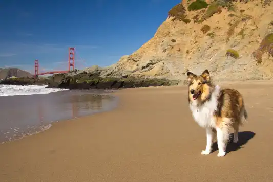 A collie dog standing on the beach with San Francisco’s Golden Gate in the background.