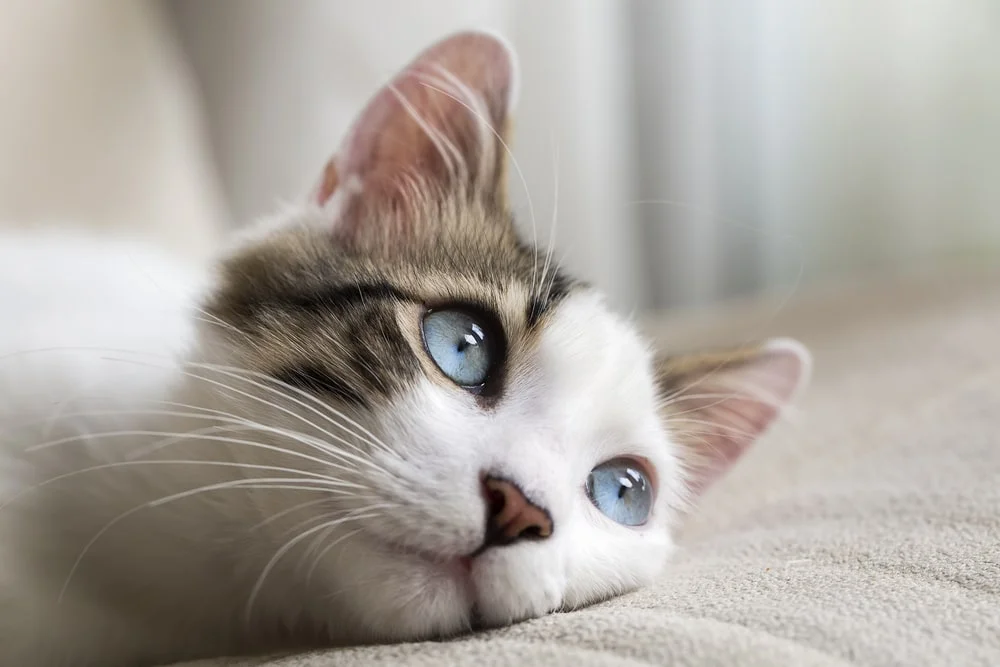 A blue-eyed cat rests their head while looking off-camera. 