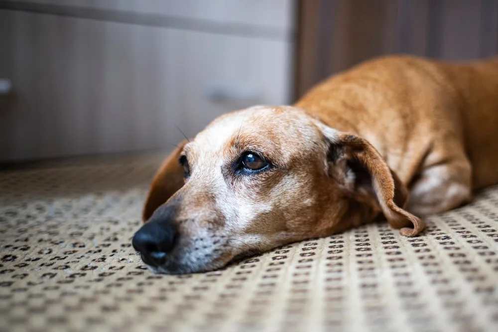 Sick dog lying on the floor