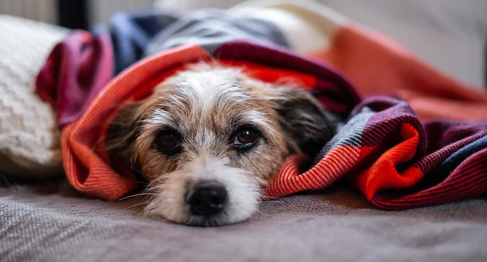 A small dog lays down, tucked under a blanket. 