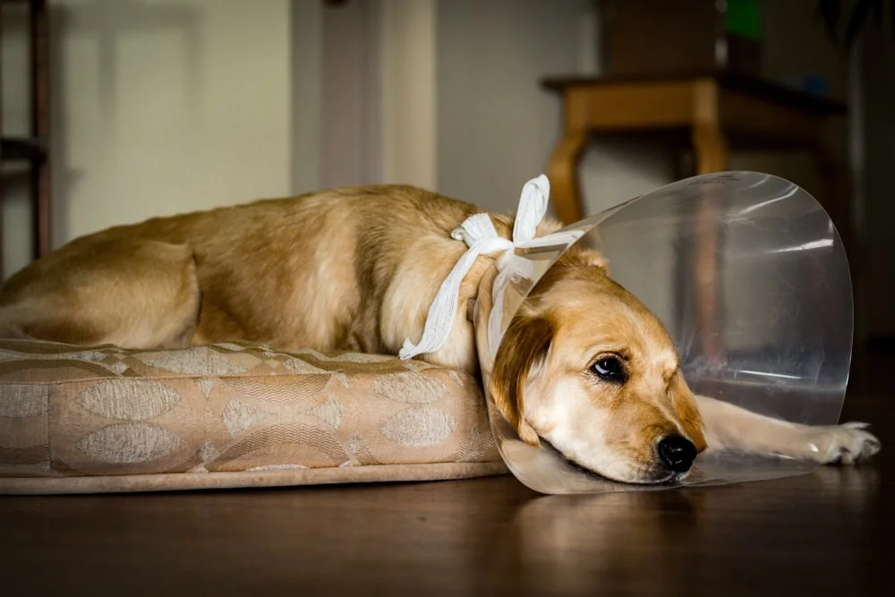 A vet in blue scrubs holds an off-white cat while a golden retriever looks on with concern, one paw placed on the vet’s knee. 