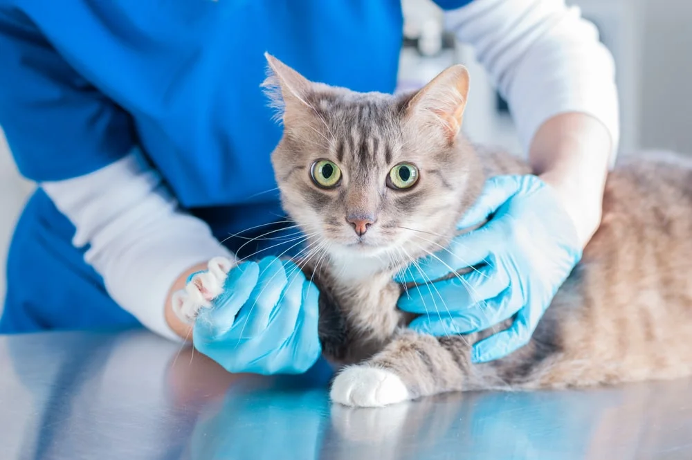 Gray tabby cat being examined on a table by a veterinarian.