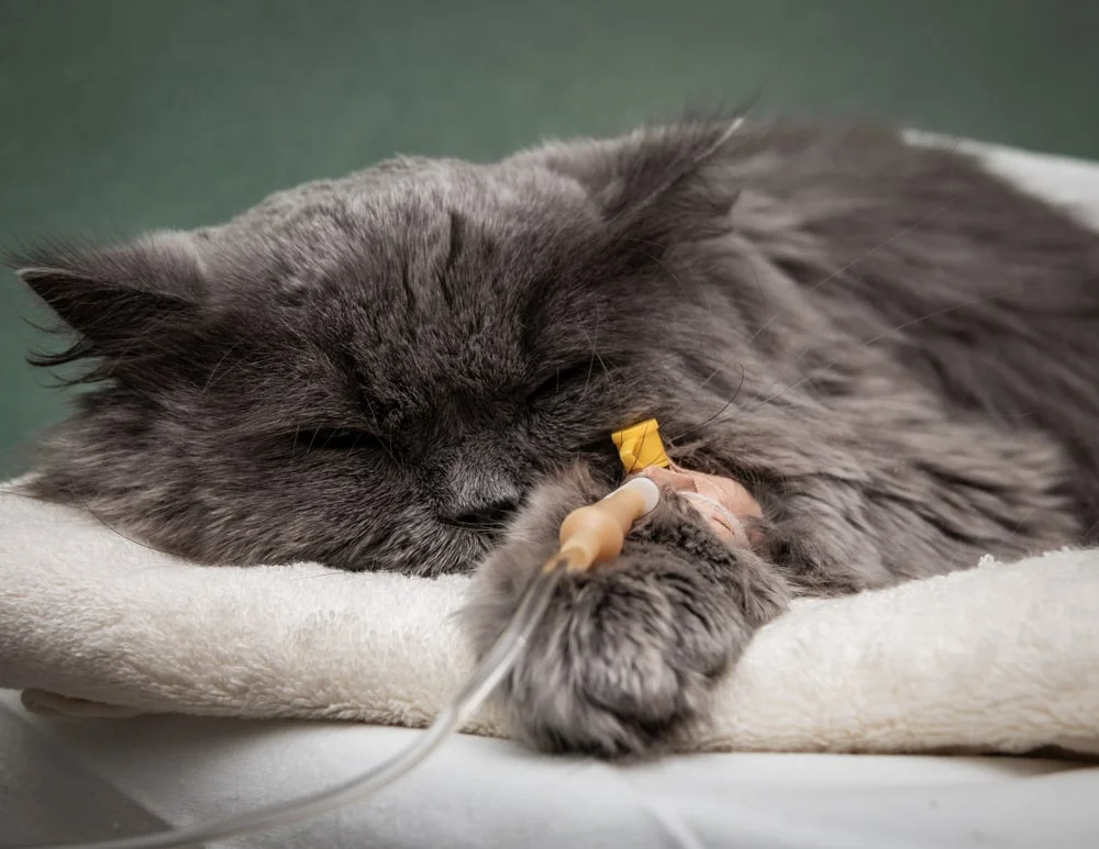 Sick, gray longhaired cat with an IV in their arm.