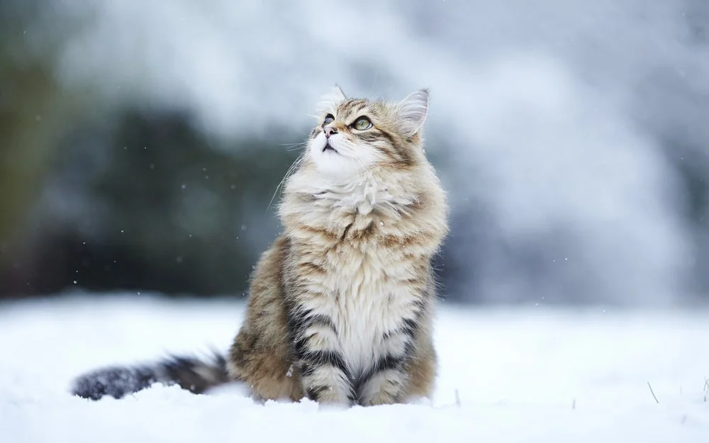 A long-haired tabby cat sits in a snowy field 