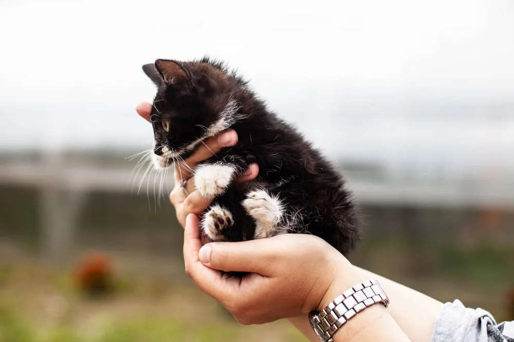 A pair of hands gently holds a tiny black and white kitten aloft.