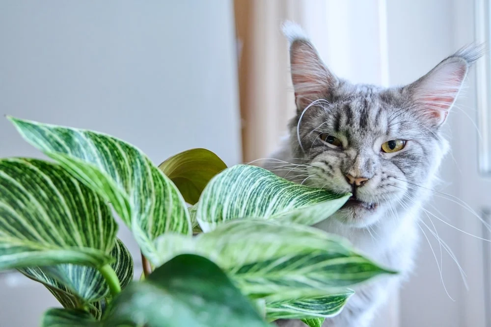Cat chewing on a leaf